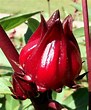 Roselle Flower Pod